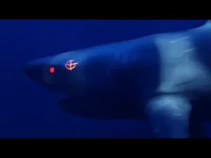 Akdo Lvbel C5 Submariner Albüm Kapağı