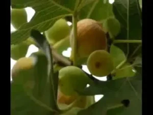 Arapça Vagettine Teht İttine Albüm Kapağı