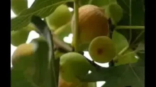 Arapça Vagettine Teht İttine