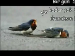 Ben O Eski Ben Değilim Albüm Kapağı