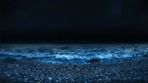 Dalga Sesi Albüm Kapağı