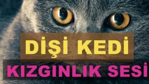 Dişi Kedi Sesi Albüm Kapağı