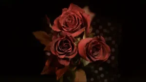 Efkan Şeşen Kırmızı Gül