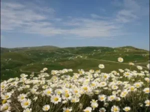 Erkan Oğur Karşıda Görünen Ne Güzel Yayla Albüm Kapağı