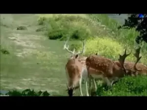 Fatoş İncegüzel Mastika Mastika Albüm Kapağı
