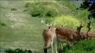 Fatoş İncegüzel Mastika Mastika