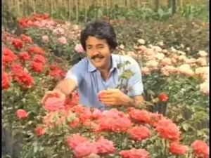 Ferdi Tayfur Sana Benziyor Albüm Kapağı