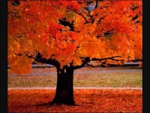 Four Seasons Vivaldi Albüm Kapağı