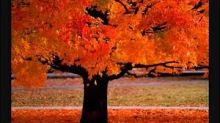 Four Seasons Vivaldi