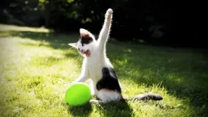 Funny Cats Vs Balloons Albüm Kapağı