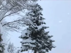 Gerçe Köyü 2014 Kar Manzara Resimleri Albüm Kapağı