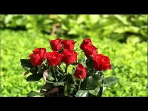 Gül Acar İlahisi Albüm Kapağı