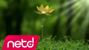 Hakan Dedeler Feat. Erdal Yapıcı Oğur Doğaçlama Albüm Kapağı