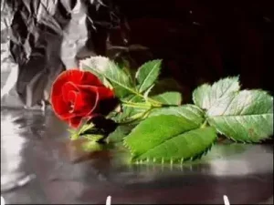 Helin Hasretimsin Albüm Kapağı