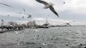 Hiraizerdüş Duy Beni Albüm Kapağı