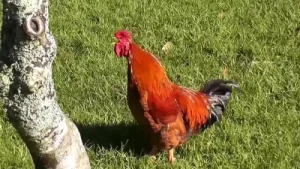 Horoz Sesi Albüm Kapağı