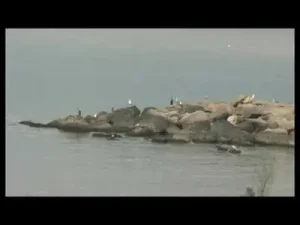 Hüseyin Göncagül Yuvamızın Süsü Albüm Kapağı