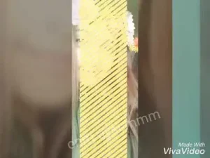 İzmirli Eyüp Kasım Güzel Gözüm Güzel Albüm Kapağı