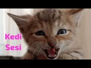 Kedi Sesi Albüm Kapağı