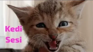 Kedi Sesi