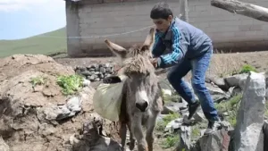 Kıraç Eşeği Saldım Çayıra Kars Iğdır Versiyonu Çok Komik