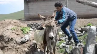 Kıraç Eşeği Saldım Çayıra Kars Iğdır Versiyonu Çok Komik