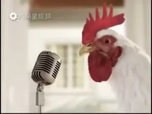 Koguty Du E Walka Albüm Kapağı