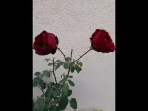 Koma Sê Bira Yolun Sonu Görünüyor Albüm Kapağı