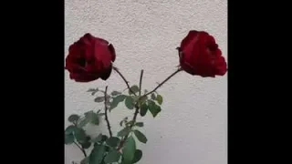 Koma Sê Bira Yolun Sonu Görünüyor
