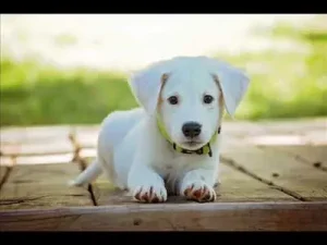 Köpek Sesi Albüm Kapağı