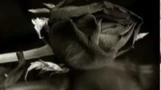 Koridor Gül Çiçeğim