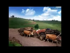 Köyümü Özledim Gardaş Murat İnce Albüm Kapağı