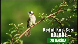 Kuş Sesi