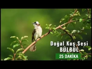 Kuş Sesleri Albüm Kapağı