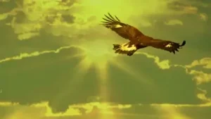 Leo Rojas El Condor Pasa Matsuri Albüm Kapağı