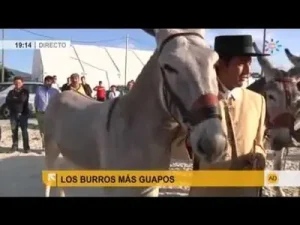 Los Burros Mas Guapos Los Caballos Mas Guapos Del Mundo Caballos Y Burros Albüm Kapağı