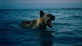 Motive Swim