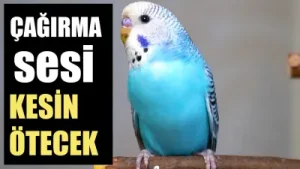 Muhabbet Kuşu Sesleri Albüm Kapağı