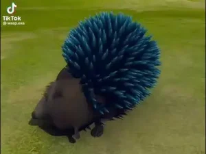 Muzaffer Toprak Hayat Ulan Albüm Kapağı