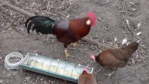 My Breeding Flocks for Next Year Albüm Kapağı