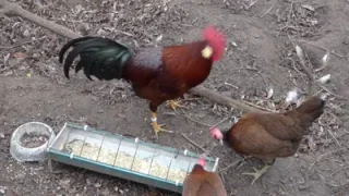 My Breeding Flocks for Next Year