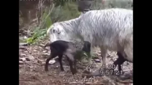 Özcan Şahin Küfrün Adı İman Oldu Burdur Bucak Korkuteli Denizli Teke Yöresi Albüm Kapağı