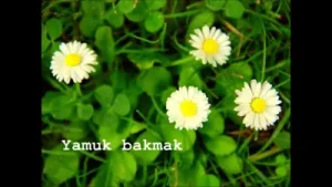 Papatya Gibisin Beyaz Ve İnce Albüm Kapağı