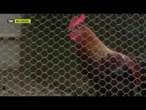 Rekor Kıran Denizli Horozu Albüm Kapağı