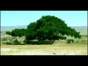 Saçlarından Bir Tel Aldım Albüm Kapağı
