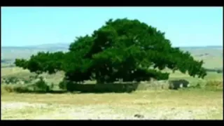 Saçlarından Bir Tel Aldım