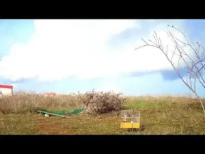 Saka Florya Kuşu Yakalama Albüm Kapağı