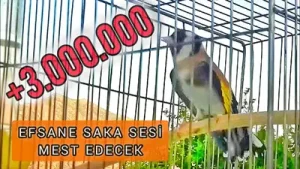 Saka Sesi Albüm Kapağı