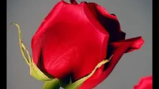 Sana Layık Kul Olamadık
