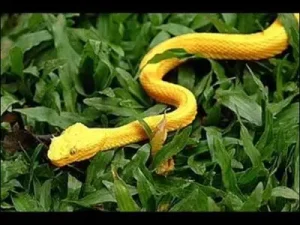 Sarı Yılan Albüm Kapağı